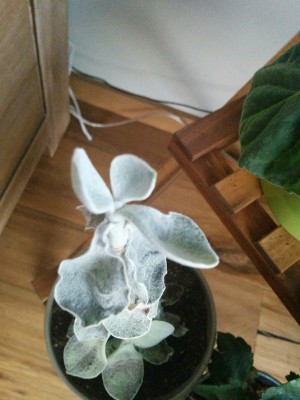 CRASSULA3.jpg (141.95 KiB) Osservato 590 volte CRASSULA3.jpg