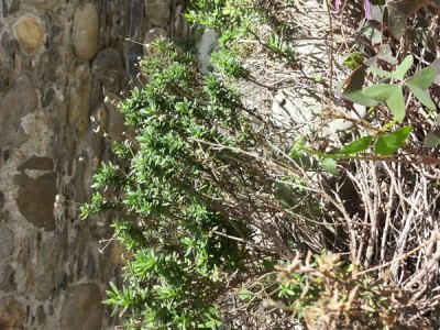 20150817_140005 (600 x 450).jpg (140.44 KiB) Osservato 547 volte 20150817_140005 (600 x 450).jpg