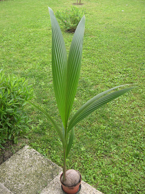 1.jpg (265.68 KiB) Osservato 1682 volte 1.jpg