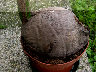 2.jpg (182.14 KiB) Osservato 1682 volte 2.jpg