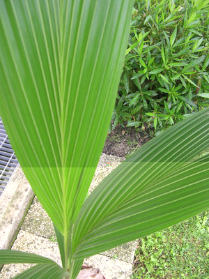 4.jpg (194.56 KiB) Osservato 1682 volte 4.jpg