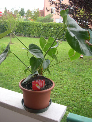 4.jpg (196.33 KiB) Osservato 3005 volte 4.jpg