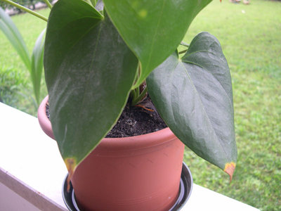 1.jpg (107.3 KiB) Osservato 3005 volte 1.jpg