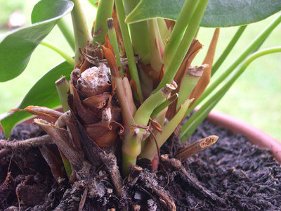 3.jpg (158.03 KiB) Osservato 3005 volte 3.jpg