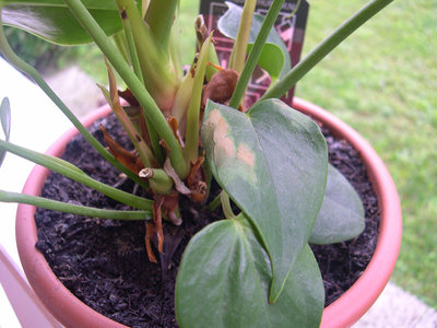 2.jpg (137.49 KiB) Osservato 3005 volte 2.jpg