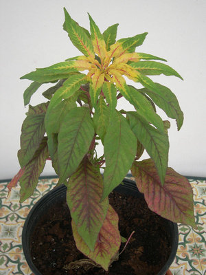 3.jpg (141.42 KiB) Osservato 635 volte 3.jpg