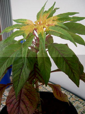 1.jpg (142.43 KiB) Osservato 635 volte 1.jpg