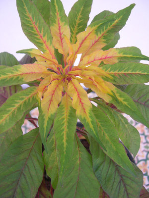 4.jpg (146.77 KiB) Osservato 635 volte 4.jpg