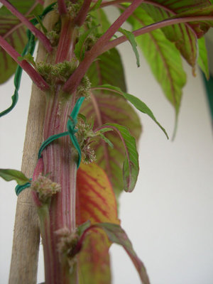 2.jpg (110.02 KiB) Osservato 635 volte 2.jpg