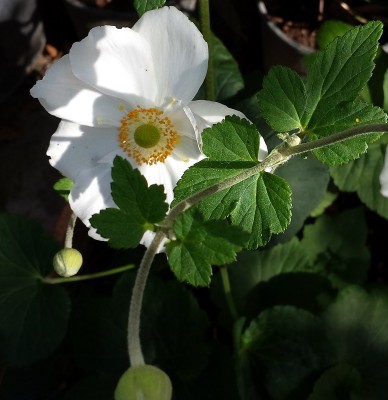 20151101_101612.jpg (164.65 KiB) Osservato 566 volte 20151101_101612.jpg