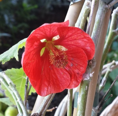 20151124_134307_Richtone(HDR).jpg (213.06 KiB) Osservato 637 volte 20151124_134307_Richtone(HDR).jpg