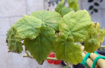 20151124_135730_Richtone(HDR).jpg (147.48 KiB) Osservato 637 volte 20151124_135730_Richtone(HDR).jpg