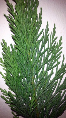 siepe.jpg (200.94 KiB) Osservato 519 volte siepe.jpg