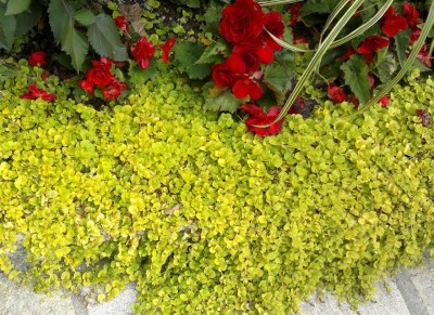 2015-08-10-339.jpg (194.7 KiB) Osservato 710 volte 2015-08-10-339.jpg