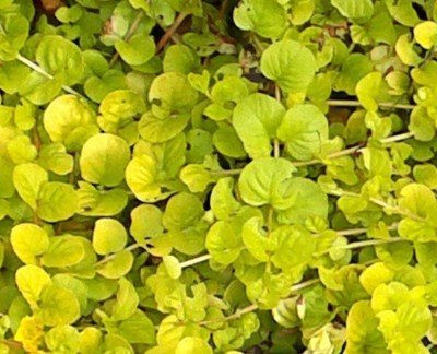 2015-08-10-340.jpg (108.64 KiB) Osservato 710 volte 2015-08-10-340.jpg