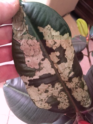 IMG_2300.jpg (239.97 KiB) Osservato 924 volte IMG_2300.jpg