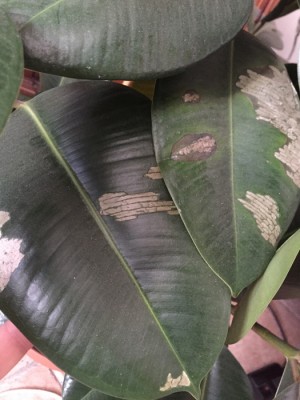 IMG_2301.jpg (216.93 KiB) Osservato 924 volte IMG_2301.jpg