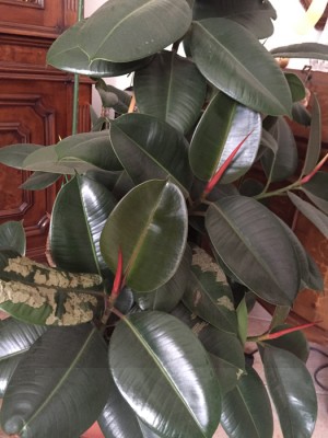 IMG_2302.jpg (216.14 KiB) Osservato 924 volte IMG_2302.jpg