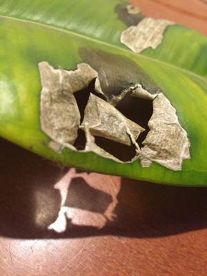 IMG_3574.jpg (192.44 KiB) Osservato 924 volte IMG_3574.jpg