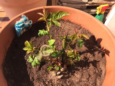 IMG_3827.jpg (234.63 KiB) Osservato 593 volte IMG_3827.jpg