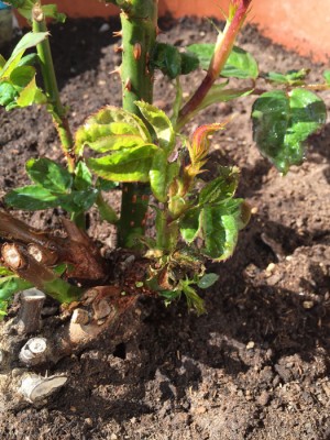 IMG_3828.jpg (250.76 KiB) Osservato 593 volte IMG_3828.jpg