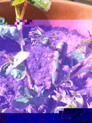 IMG_3829.jpg (179.82 KiB) Osservato 593 volte IMG_3829.jpg