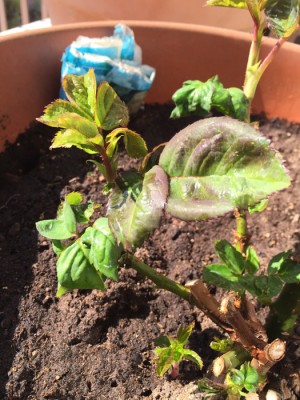 IMG_3830.jpg (230.98 KiB) Osservato 593 volte IMG_3830.jpg