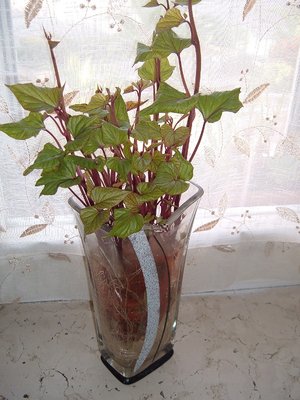 foto dell'intera pianta / Immagine 002.jpg Immagine 002.jpg