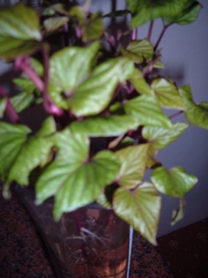 le foglie da vicino / Immagine 001.jpg Immagine 001.jpg