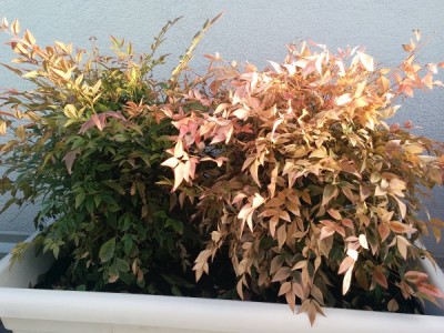 IMG_20160503_193825.jpg (163.95 KiB) Osservato 618 volte IMG_20160503_193825.jpg