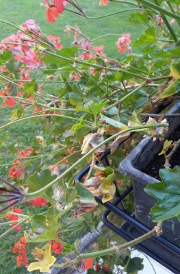 2016-05-28 15.59.40.jpg (127.52 KiB) Osservato 558 volte 2016-05-28 15.59.40.jpg