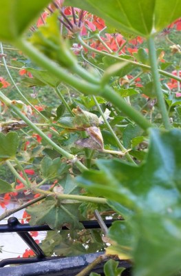 2016-05-28 16.00.08.jpg (109.1 KiB) Osservato 558 volte 2016-05-28 16.00.08.jpg