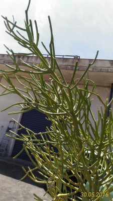 P_20160530_121029_1_p.jpg (99.02 KiB) Osservato 506 volte P_20160530_121029_1_p.jpg