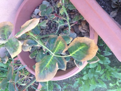 IMG_1211.JPG (111.66 KiB) Osservato 508 volte IMG_1211.JPG