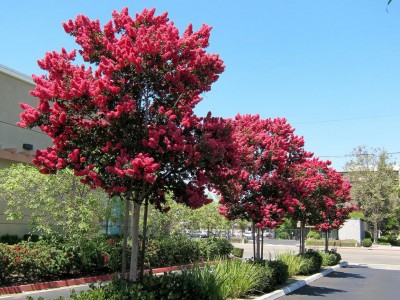 Лагерстремия.4.jpg (185.31 KiB) Osservato 563 volte Лагерстремия.4.jpg