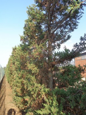 DSC00539.JPG (198.98 KiB) Osservato 528 volte DSC00539.JPG