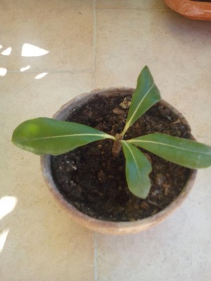 IMG_20160819_105727.jpg (55.4 KiB) Osservato 489 volte IMG_20160819_105727.jpg