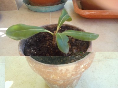 IMG_20160819_105736.jpg (58.25 KiB) Osservato 489 volte IMG_20160819_105736.jpg