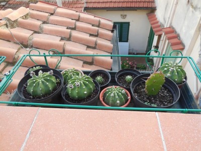 DSCN2705.JPG (120.14 KiB) Osservato 595 volte DSCN2705.JPG