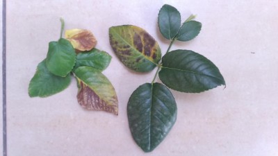 rosa_foglia.jpg (44.14 KiB) Osservato 646 volte rosa_foglia.jpg