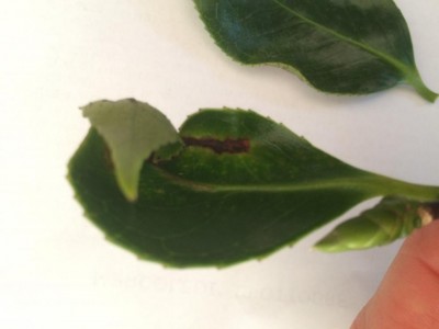 IMG_4141.JPG (37.01 KiB) Osservato 620 volte IMG_4141.JPG