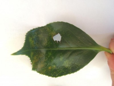 IMG_4140.JPG (38.96 KiB) Osservato 620 volte IMG_4140.JPG