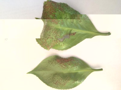 IMG_4138.JPG (53.46 KiB) Osservato 620 volte IMG_4138.JPG