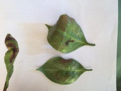 IMG_4139.JPG (51.58 KiB) Osservato 620 volte IMG_4139.JPG