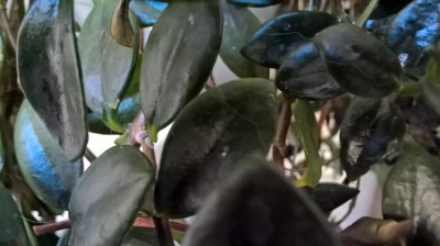 WP_20170106_13_33_08_Pro.jpg (55.79 KiB) Osservato 1700 volte WP_20170106_13_33_08_Pro.jpg