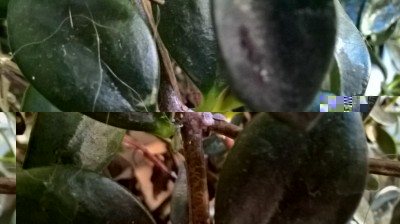 WP_20170106_13_33_48_Pro.jpg (57.57 KiB) Osservato 1700 volte WP_20170106_13_33_48_Pro.jpg