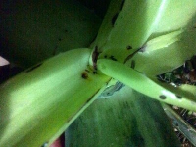 Macchie necrotizzate ovunque che solcano la foglia / P_20170119_213526.jpg P_20170119_213526.jpg