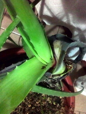 fusto della pianta, è vecchia ma ricca di aloina, mi dispiace che muoia, a differenza della pianta più giovane sull'altro vaso che ha molta meno aloia. / P_20170119_213619.jpg P_20170119_213619.jpg