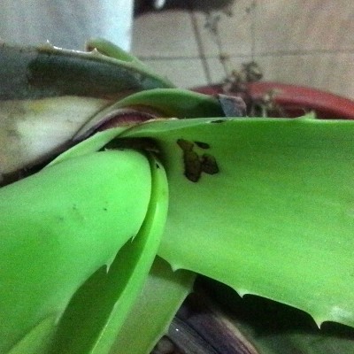 macchia che solca la foglia / P_20170119_213541.jpg P_20170119_213541.jpg