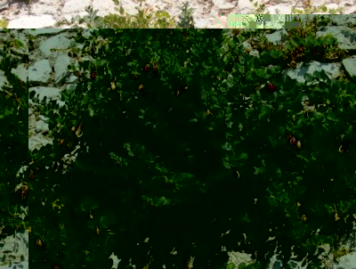 fico del muro/Limone/Garda/2016 / fico del muro.JPG fico del muro.JPG